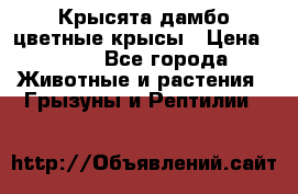 Крысята дамбо цветные крысы › Цена ­ 250 - Все города Животные и растения » Грызуны и Рептилии   